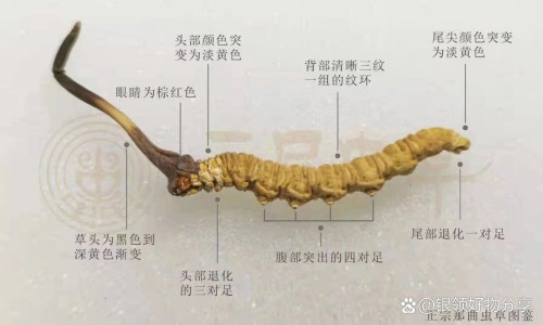 茵胆平肝胶囊会导致大便颜色加深吗-吃茵胆平肝胶囊拉肚子网 | 吃了茵胆平肝胶囊后大便多,吃茵胆平肝胶囊拉肚子正常吗